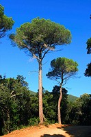 Pines (Pinus pinea)