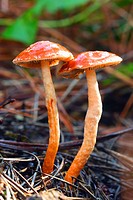Two mushrooms in pine forest