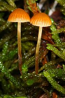 Two mushrooms (Mycena inclinata) in moss