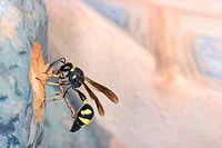 Wasp (Eumenes coarctatus) putting a paralyzed caterpillar in its mud nest