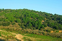 Pine forest. Montnegre Natural Park. Barcelona province. Spain
