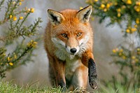 Red fox vulpes vulpes stalking prey