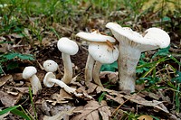 Mushrooms (Hygrophorus cossus). Riaza, Segovia, Spain