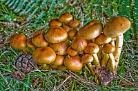 Mushrooms (Pholiota spumosa). Navacerrada, Segovia, Spain