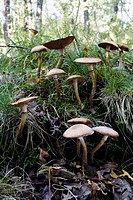 Mushrooms (Armillaria bulbosa) in beechwood. Riaza, Segovia, Spain