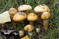Mushrooms (Cortinarius trivialis) in oakwood. Riaza, Segovia, Spain