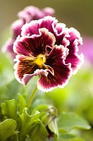 Ruffled Bordo Pansy Flower. Viola x wittrockiana.