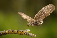 Little Owl (Athene noctua), Doñana National Park. Andalucia, Spain