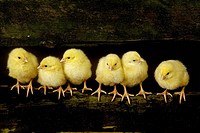 Dayold Chicks in a row