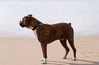 Boxer dog on Las Redes beach, El Puerto de Santa Maria, Cadiz province, Andalucia, Spain