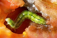Tomato caterpillar, HELIOTHIS SP. eating inside a tomato and preparing a place for metamorphosis. North of Spain,