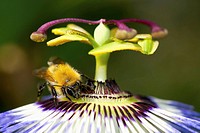 Bumblebee in Passion flower PASSIFLORA SP