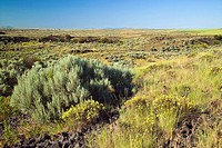 Sagebrush and wildflowers in dry wash, Columbia Plateau