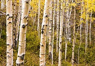 A tangle of aspen trunks and branches reside on a hillside in the La Sal mountains in autumn