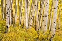 Aspen trunks surrounded by golden leaves in an autumn forest high in the La Sal mountains near Moab, Utah