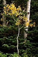 An aspen sapling grows between two adult trees, its leaves adorned with autumn yellow