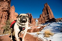 Pug dog wearing backpack stands on trail as owner looks on from distance at Fisher Towers outside Moab, Utah, USA