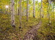 A aspen leaf covered trail winds through golden foliage on the way to Clark Lake and Bowen Mesa in the La Sal mountains near Moab, Utah