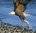 Bald Eagle catching fish