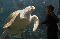 A small boy comes eye to eye with a large turtle swimming in a tank at the Georgia Aquarium in Atlanta, USA