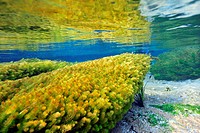 Underwater vegetation, predominantly stonewort algae, Chara rusbyana, at Sucuri River, Bonito, Mato Grosso do Sul, Brazil