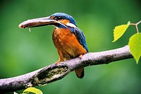 Kingfisher Alcedo atthis with fish for its fledglings - Franconia, Bavaria / Germany