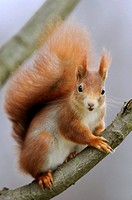 Red Squirrel (Sciurus vulgaris), Germany