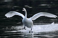 Mute Swan (Cygnus olor), Germany