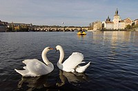 Cisnes en el ri´o Moldava; Praga; Republica Checa