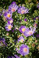 Purple Aster blossoms detail