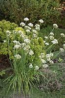 Garlic Chives Allium tuberosum