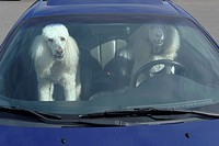 poodles
dogs
driving car 
auto
animals
humor