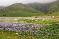 Wildflowers bloom in the spring in Southern California
