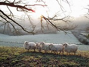 Sheep near Saint-Jean-Pied-de-Port. Way of St James, Pyrenees-Atlantiques, Aquitaine, France