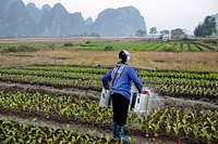 Female farmer watering the crops with two watering cans in Bai Dai, Bai Tu Long, Vietnam