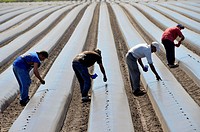 Migrant farm workers plant tomatoes in raised beds Plant City Florida Central