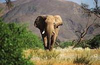 Desert Elephants from Namibia