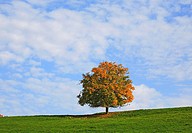 Lonely tree in autumn