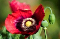 Stages of Life of Peony Poppy  Red Open Peony Poppy Flower, Seedhead and a Bud
