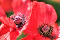 A Close-up of Two Red Shirley Poppies