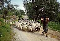 Shepherds-and-sheeps