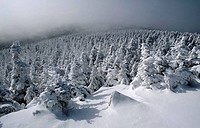 Snow-covered-trees