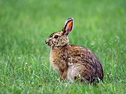 Snowshoe-Hare