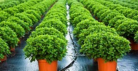 Rows of potted green plants