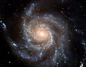 This giant spiral disk of stars, dust and gas is 170,000 light-years across, or nearly twice the diameter of our Milky Way galaxy  M101 is estimated t...