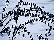Flock of starlings (Sturnus vulgaris) perched on a tree in Navarrete - Comarca of Logroño - La Rioja - Spain