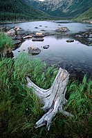 Stump-and-Lake