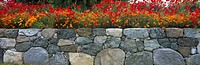 Poppies along Stone Wall: Var:- Flanders Field Poppy (Papaver Rhoeas) and California Poppy (Eschscholzia Californica):   Anacortes, Skagit County, Was...