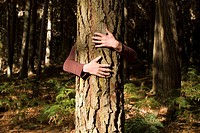 Arms hugging a tree in a forest.