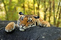 Sub-adult Bengal Tiger on rock  Kanha National Park, Madhya Pradesh, India